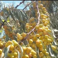 نهال سنجد پربار قزل پاشاپور