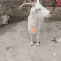 فروش بز سانن