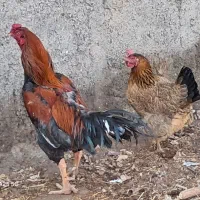 خروس لاری|حیوانات مزرعه|قزوین, |دیوار