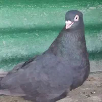یک عدد سیاه آبادانی