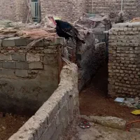 بوقلمون غاز ومرغ