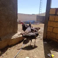 بوقلمون نرو ماده