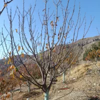 هرس باغات زیر نظر مهندس حسینی