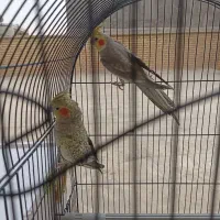 فروش دو جفت عروس هلندی