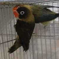 جفت کوتوله‌ مولد یووینگ و یقه زرد ماسکت با جوجه|پرنده|قم, مهر آباد|دیوار