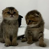 بچه گربه|گربه|همدان, |دیوار