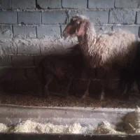 میش زاییده|حیوانات|شیروان (خراسان), |دیوار