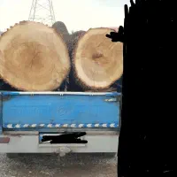 خریددرخت.خریدارچوب.برش وهرس کاری