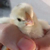 جوجه مرغ و خروس گلین لری اصیل چندروزه کیفیت بالا