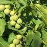 خانه باغ و زمین