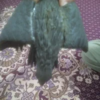 قرقی آویز ایرانی|کلکسیون اشیاء عتیقه|سهند, |دیوار