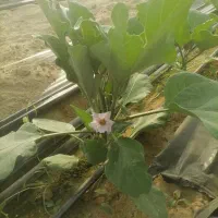 استخدام کارگر دائم