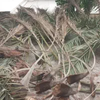 موغ درخت خرما