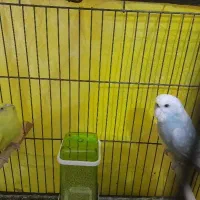 مرغ عشق دستی|پرنده|قزوین, |دیوار