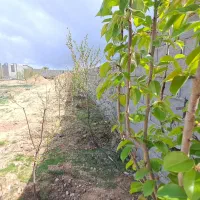 باغ ۵۵۰متری ، آب و برق ، کاربری باغی