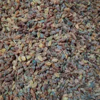 کشمش و لوبیا|خوردنی و آشامیدنی|یاسوج, |دیوار