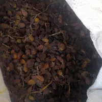 کشمش بوانات