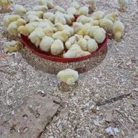 استخدام فوری در مرغداری