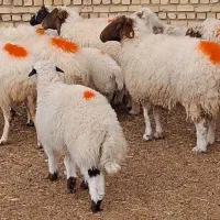 گوسفند زنده برای قربانی و ذبح بدون واسطه کف قیمت