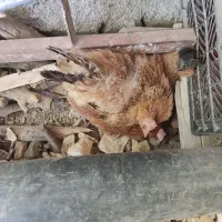 مرغ کر