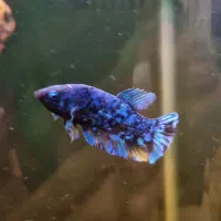 فایتر ماده|ماهی|تهران, منیریه|دیوار