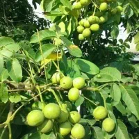 فروش با اصیل‌ترین نهالها از یک تا پنج ساله