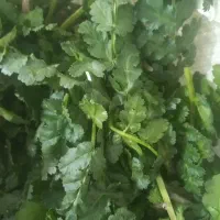 کرفس کوهی تازه  وتمیز