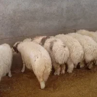 بره سفید صادراتی|حیوانات مزرعه|کوهدشت, |دیوار