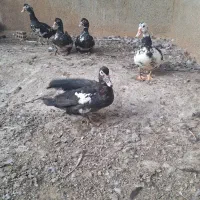 اردک روسی ماده|حیوانات مزرعه|جوادآباد, |دیوار