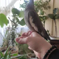 عروس هلندی دستی