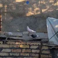 کبوترفروشی|پرنده|بسطام, |دیوار