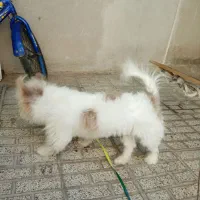 پاپی خوشکل