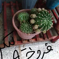 کاکتوس|گل و گیاه طبیعی|خمینیشهر, |دیوار