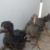 جوجه بومی