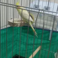 عروس هلندی ومرغ عشق