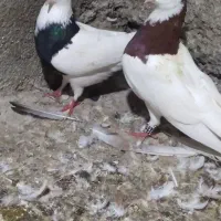 کبوتر