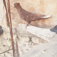 کبوترسرور سرخ دومسفید|پرنده|شیراز, شهرک گلها|دیوار