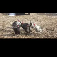 فروش بوقلمون فوری