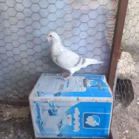 کبوترساراغون المانی درچناران|پرنده|چناران, |دیوار