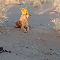 رمگی به شرط گرگ