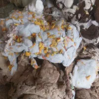 پنبه زنی در مهرشهر|تشک تختخواب|بیرجند, |دیوار