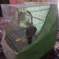 عروس هلندی