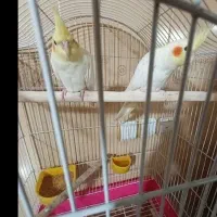 یه جفت عروس هلندی زیبا نر و ماده