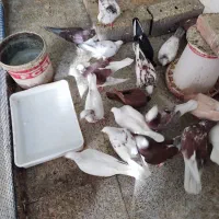 پرنده|پرنده|تهران, پردیسان|دیوار