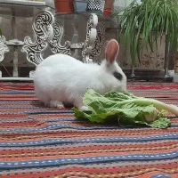 سه تا خرگوش زیبا