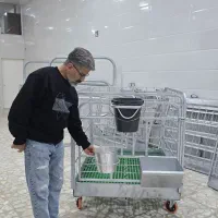 باکس گوساله شیری