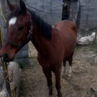 اسب سواری باری