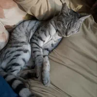 گربه گم شده خانگی|گربه|گرگان, |دیوار