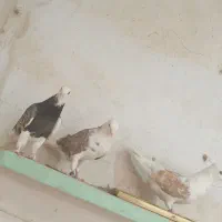 یک جفت گفتر دو کت طوقی و یک کفتر پرشی
