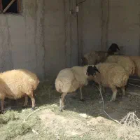 میش آبستن جوان|حیوانات مزرعه|شیراز, بید زرد|دیوار